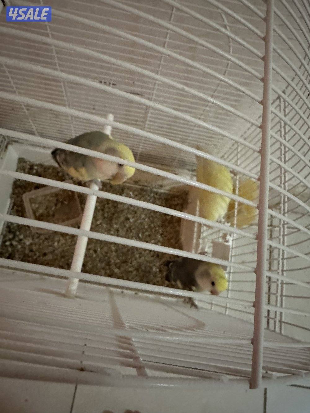 طير لوري للبيع مع القفص بدون القفص ١٢٠ قابل للمساومه1