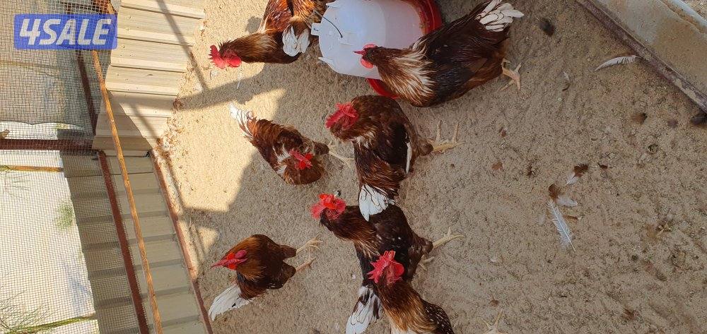 للبيع دياكه لوهمان بيور0