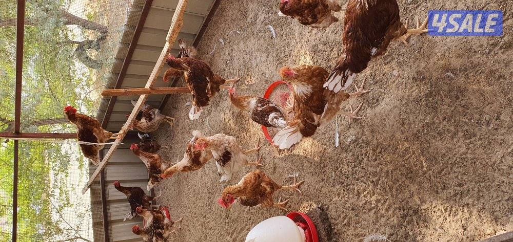 للبيع دياكه لوهمان بيور1