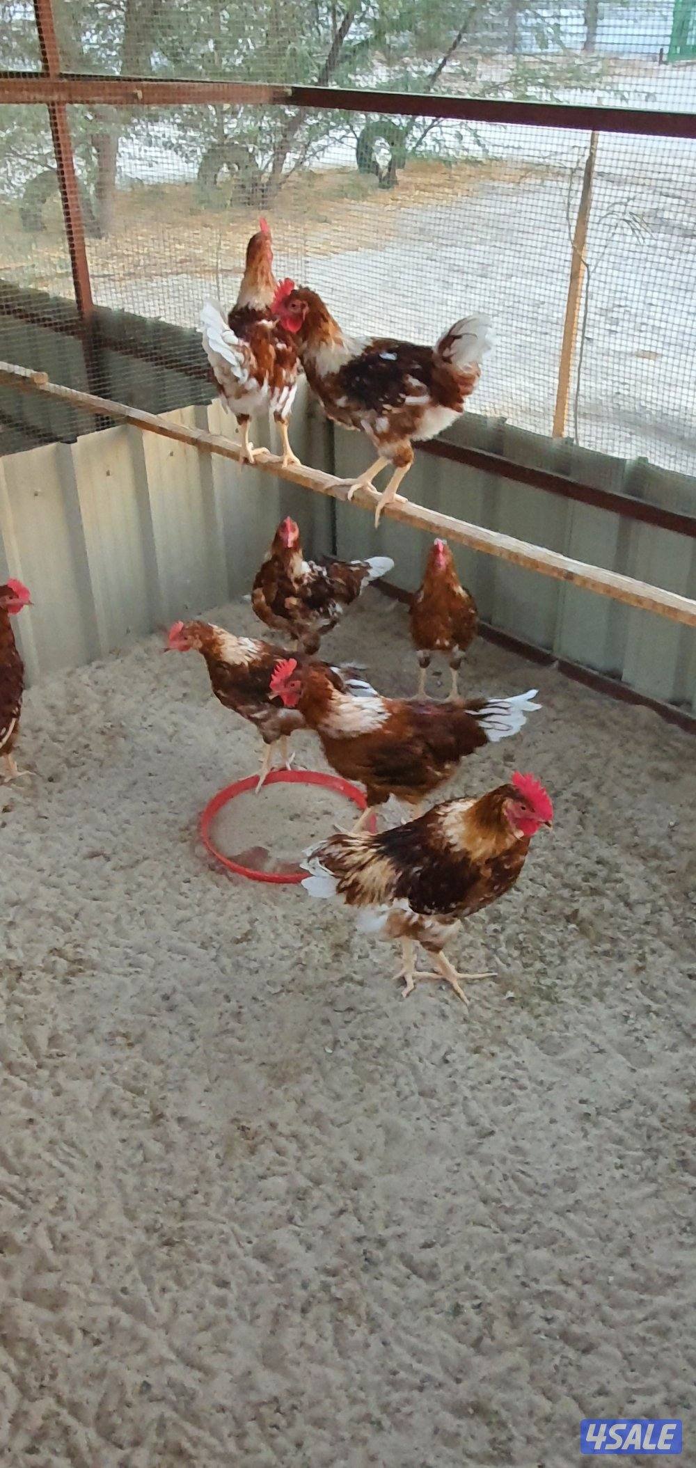 للبيع دياكه لوهمان بيور2