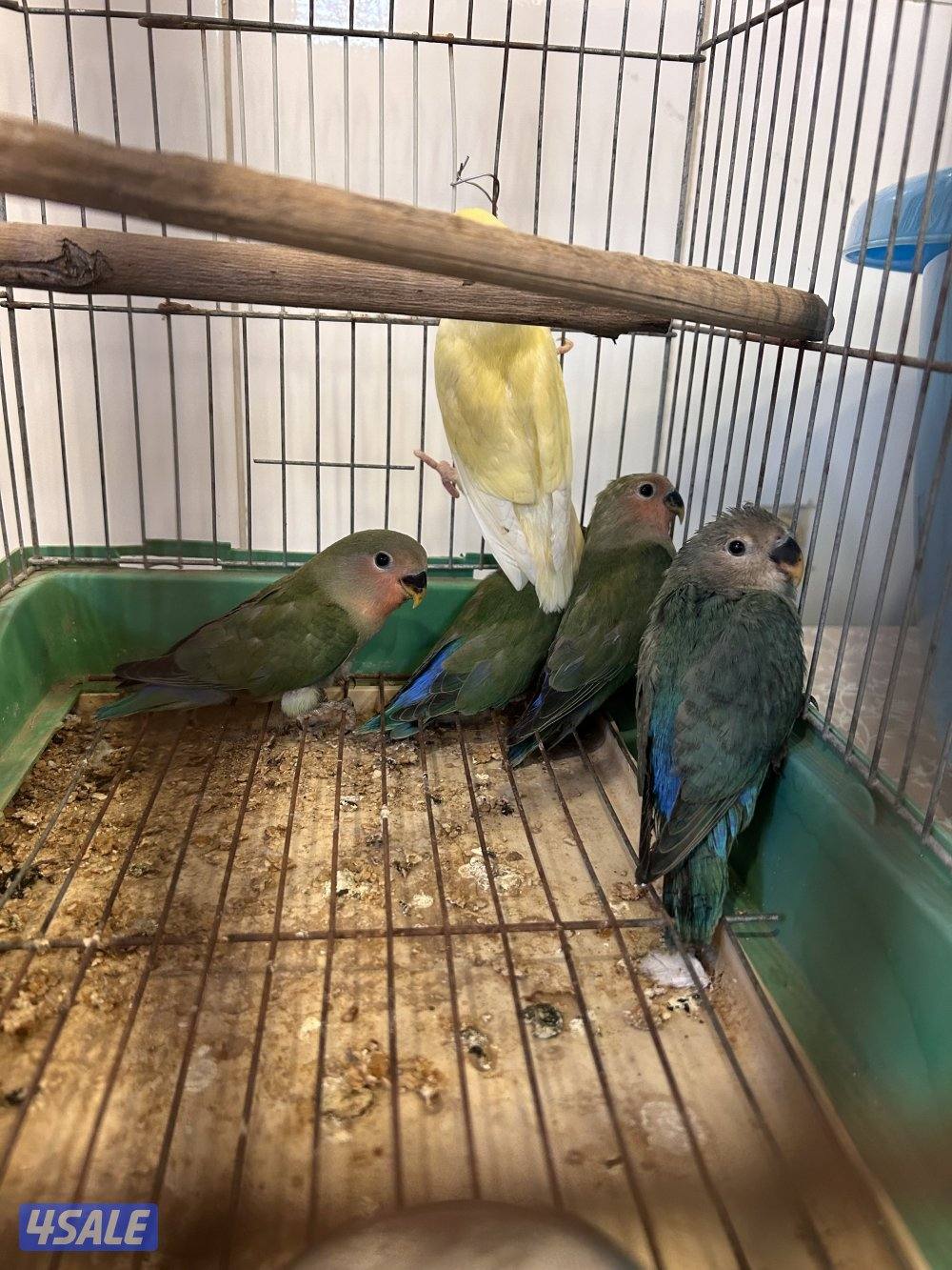 البيع لوفبيرد بالجملة0