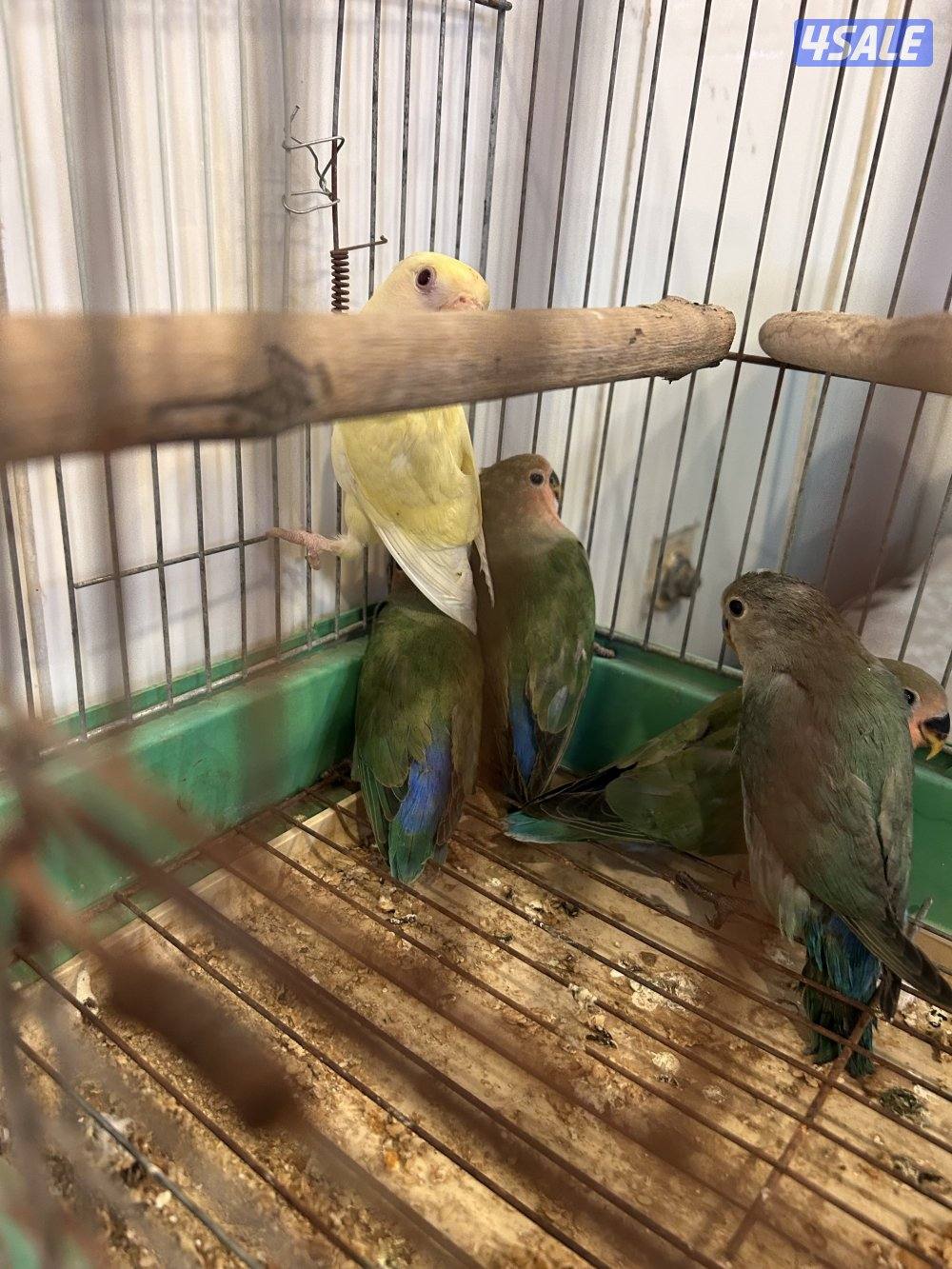 البيع لوفبيرد بالجملة1