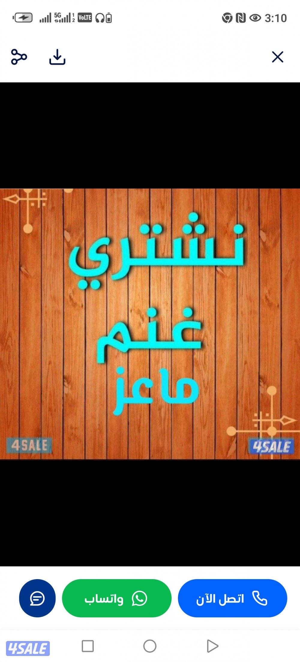 نشتري جميع انواع الحلال غنم معزا طليان0