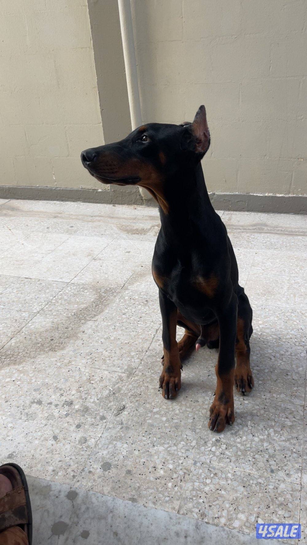 بيعه سريعه دوبرمان1