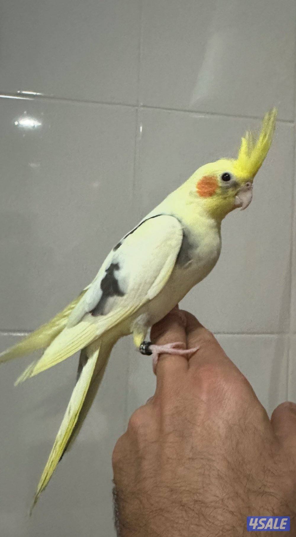 كروان هولندي نهاية عس1