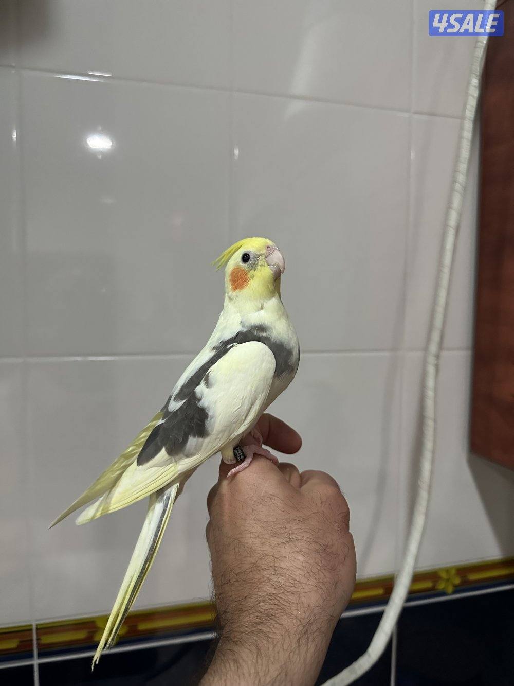 كروان هولندي نهاية عس2