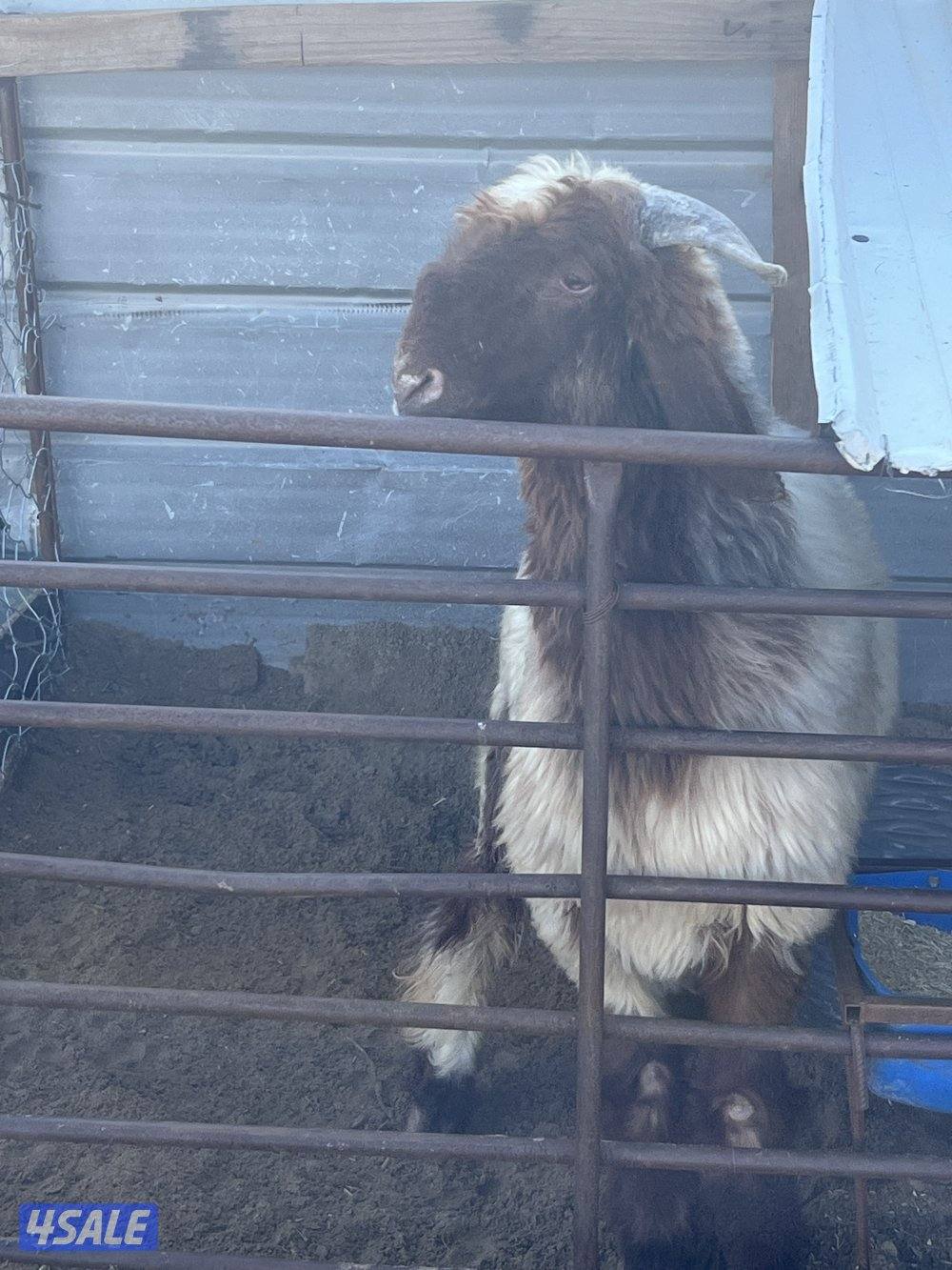 للبيع خروف نعيمي محلي0