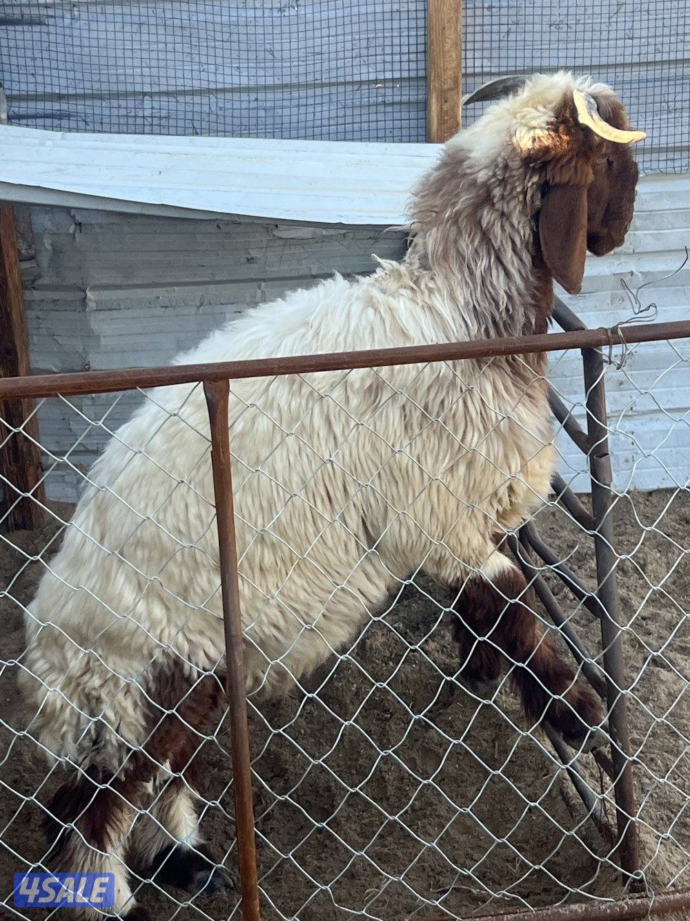 للبيع خروف نعيمي محلي1