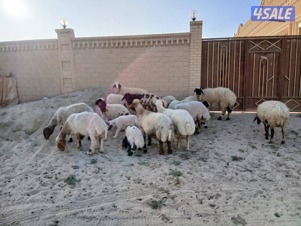 غنم مطافيل للبيع0