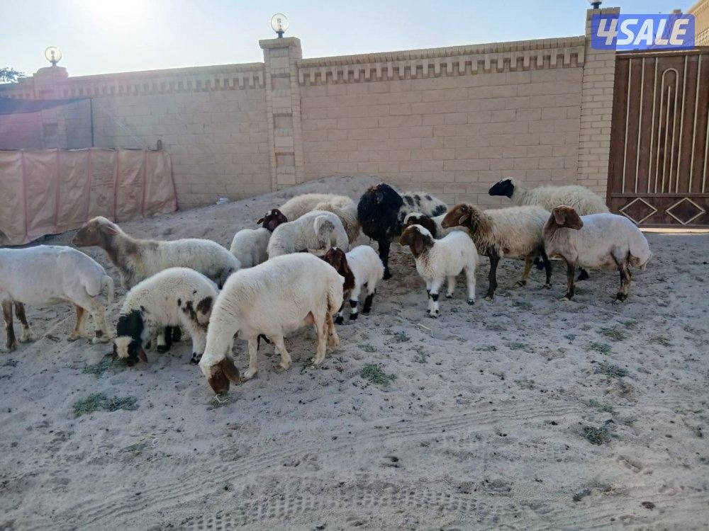 غنم مطافيل للبيع1