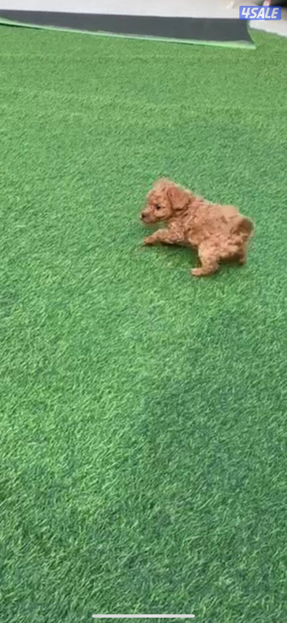 للبيع توي بودل نثيه العمر شهر ونص0