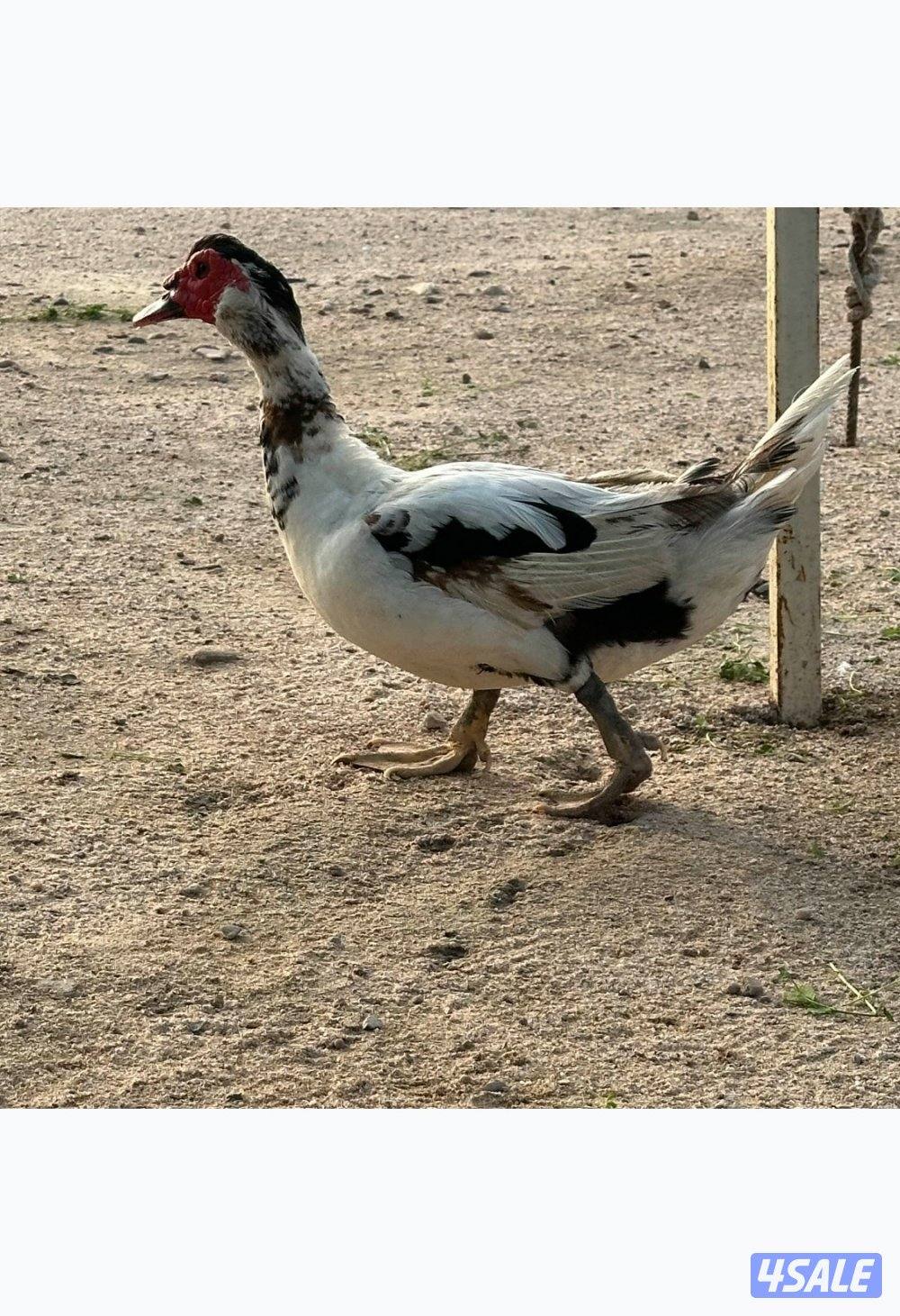 ذكر بط مصري وبط طيار0