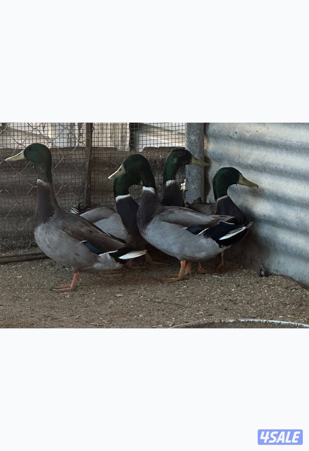 ذكر بط مصري وبط طيار1