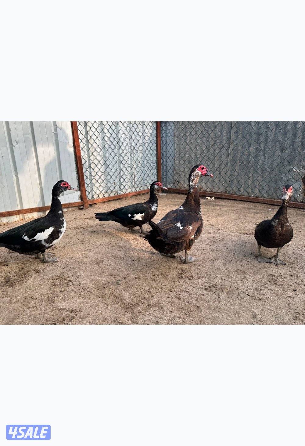 مجاميع بط مصري1