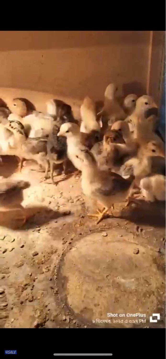 للبيع صوص عربي قديم العدد 1000