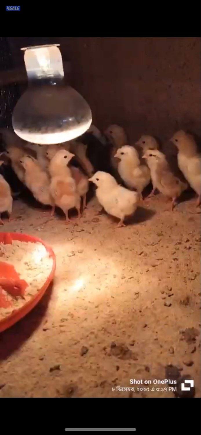 للبيع صوص عربي قديم العدد 1002