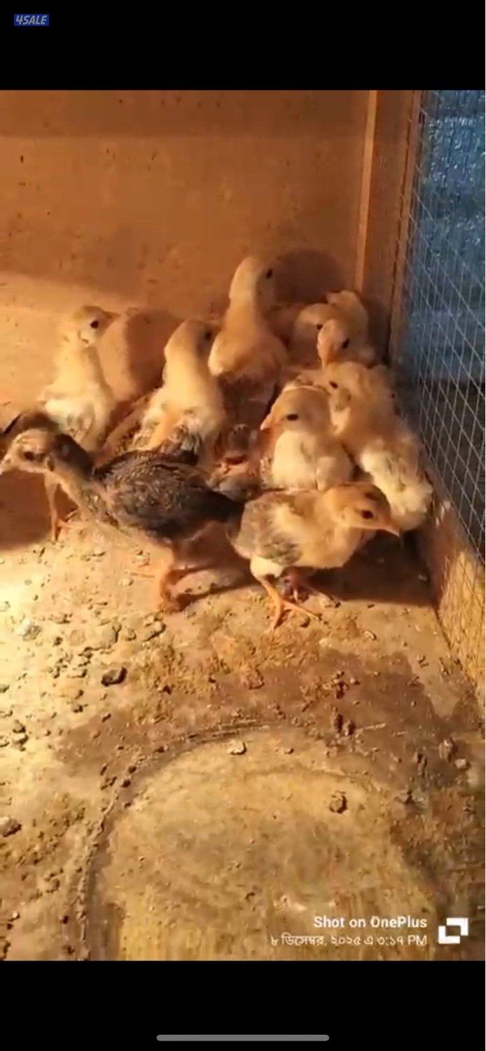 للبيع صوص عربي قديم العدد 1001