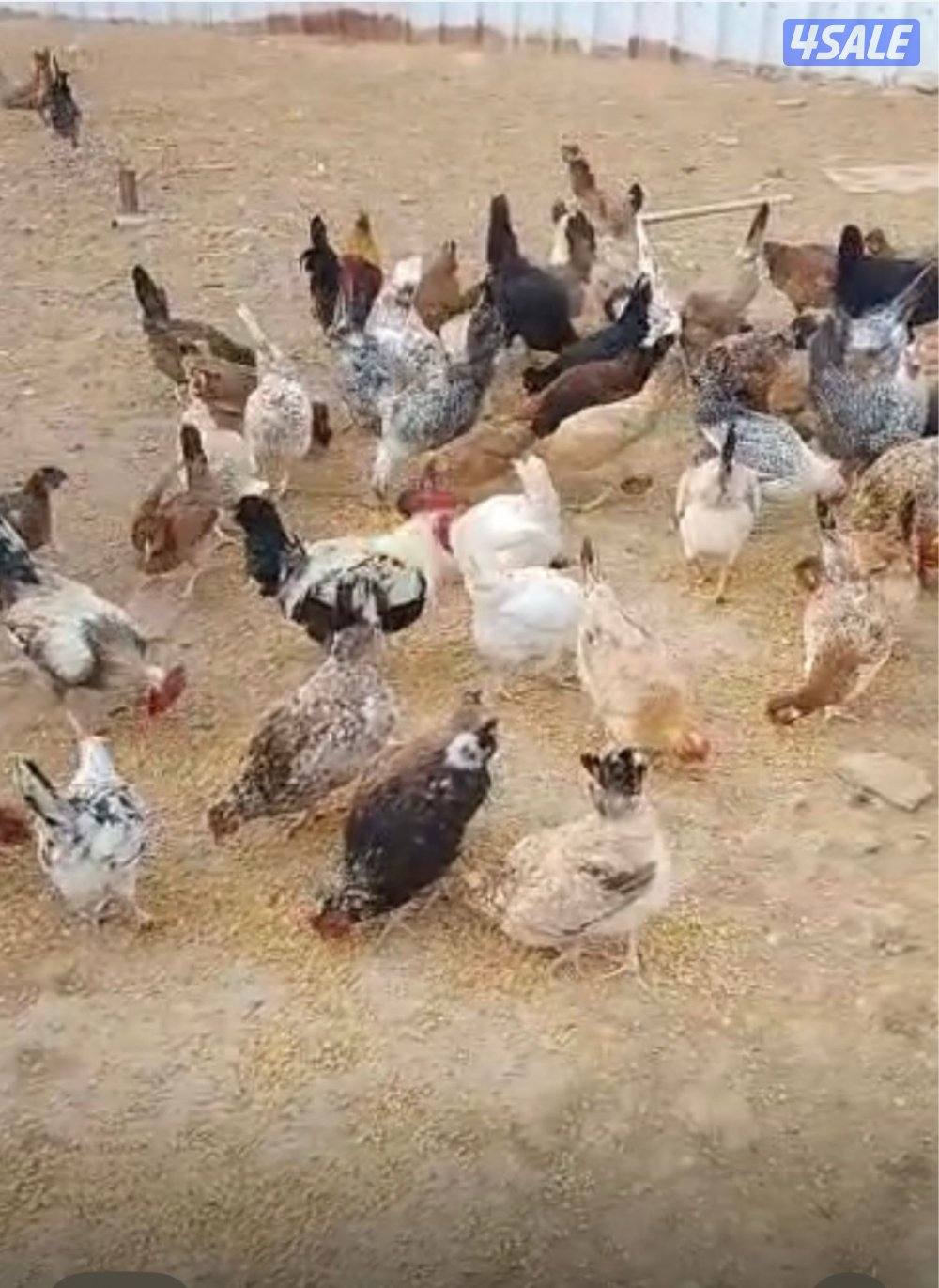 للبيع صوص عربي قديم العدد 1005