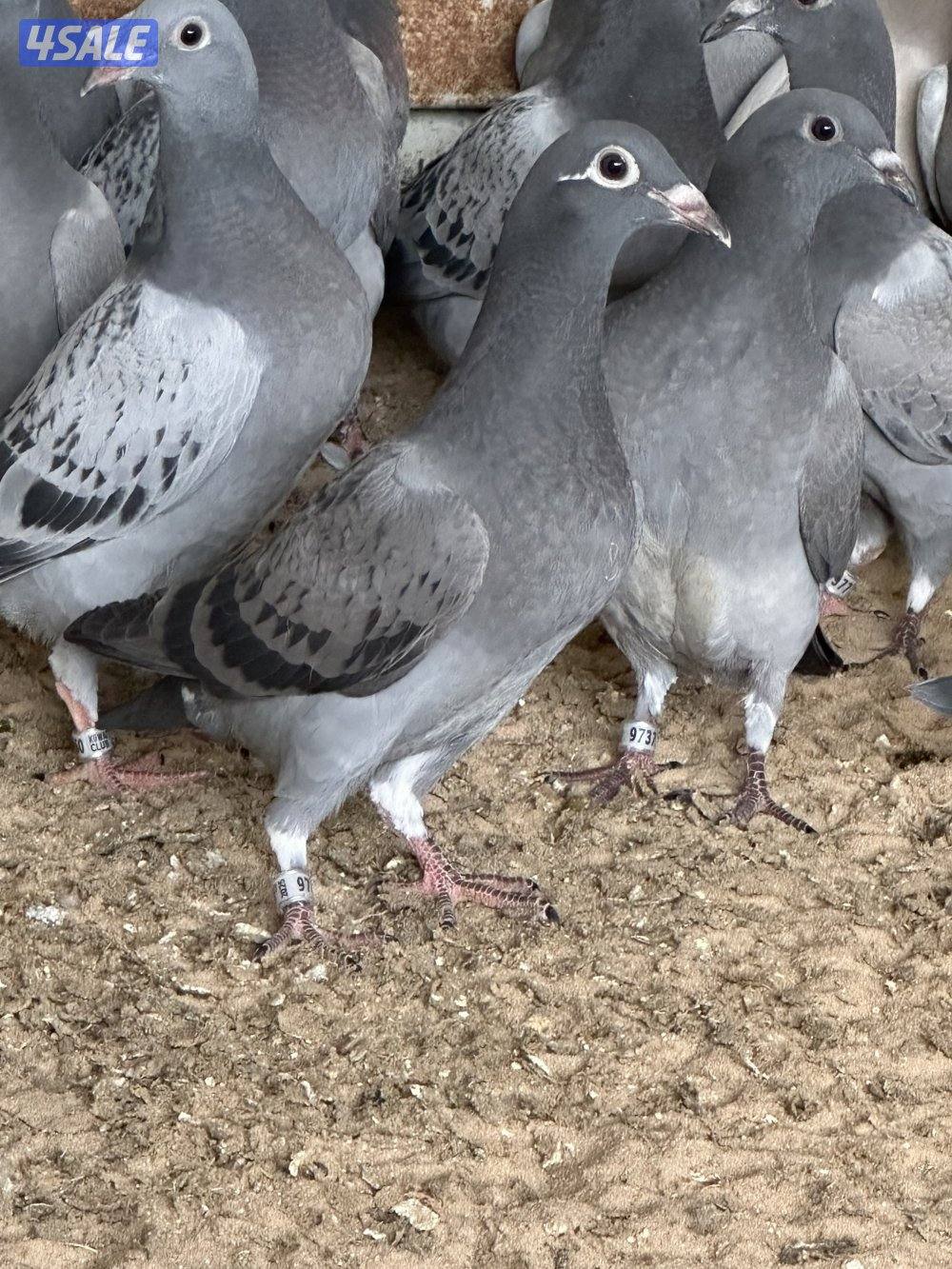 للبيع فروخ زاجل محجلين حجول النادي بصحه ممتازة زرق وشذريا العدد 900