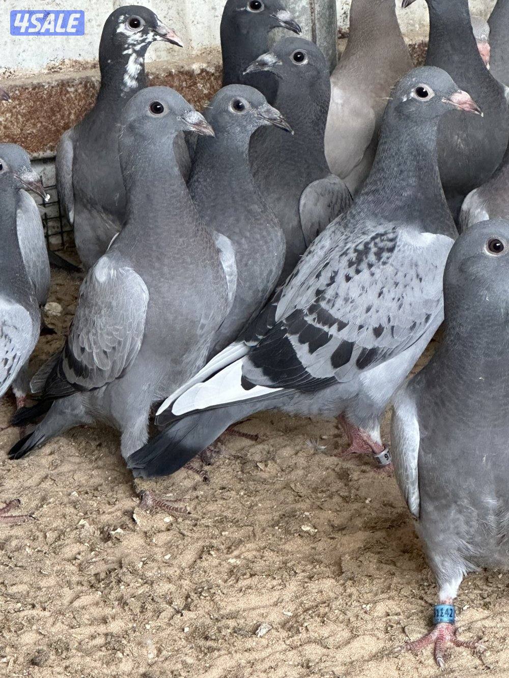 للبيع فروخ زاجل محجلين حجول النادي بصحه ممتازة زرق وشذريا العدد 901