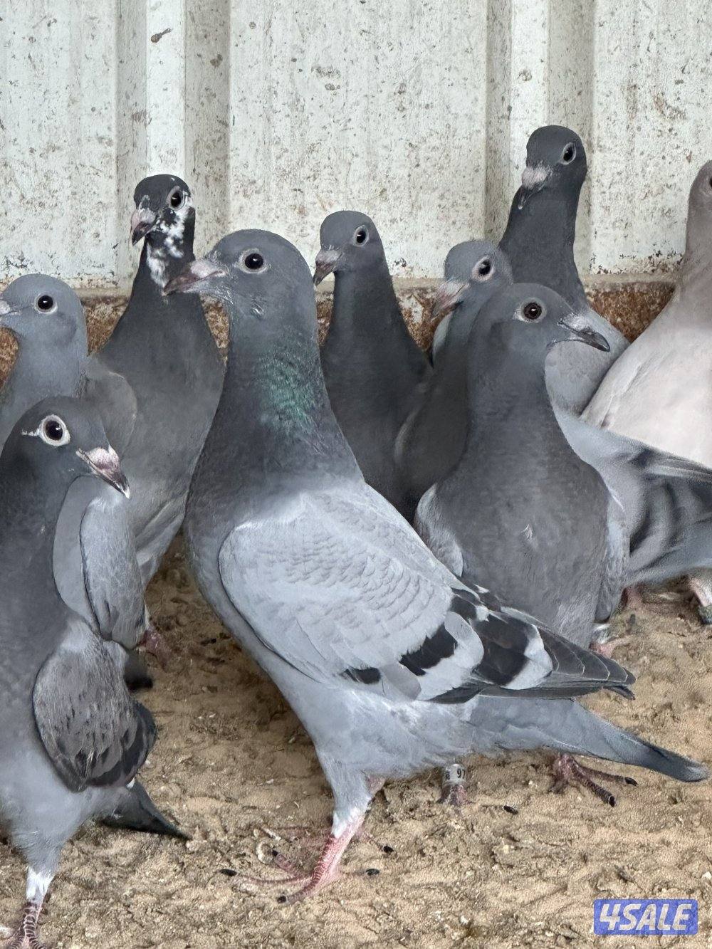 للبيع فروخ زاجل محجلين حجول النادي بصحه ممتازة زرق وشذريا العدد 902