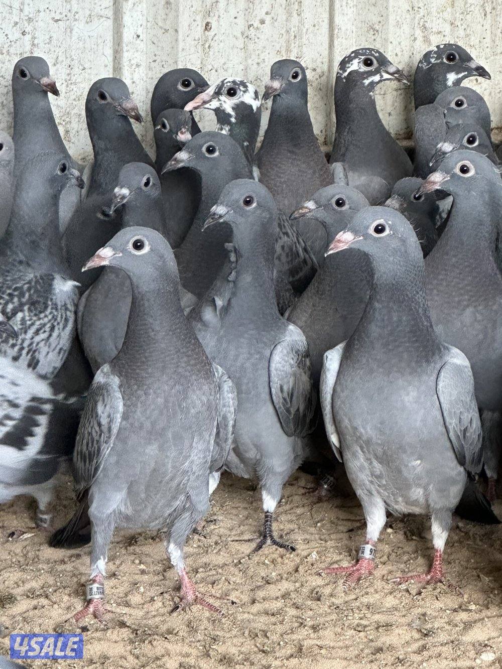 للبيع فروخ زاجل محجلين حجول النادي بصحه ممتازة زرق وشذريا العدد 903