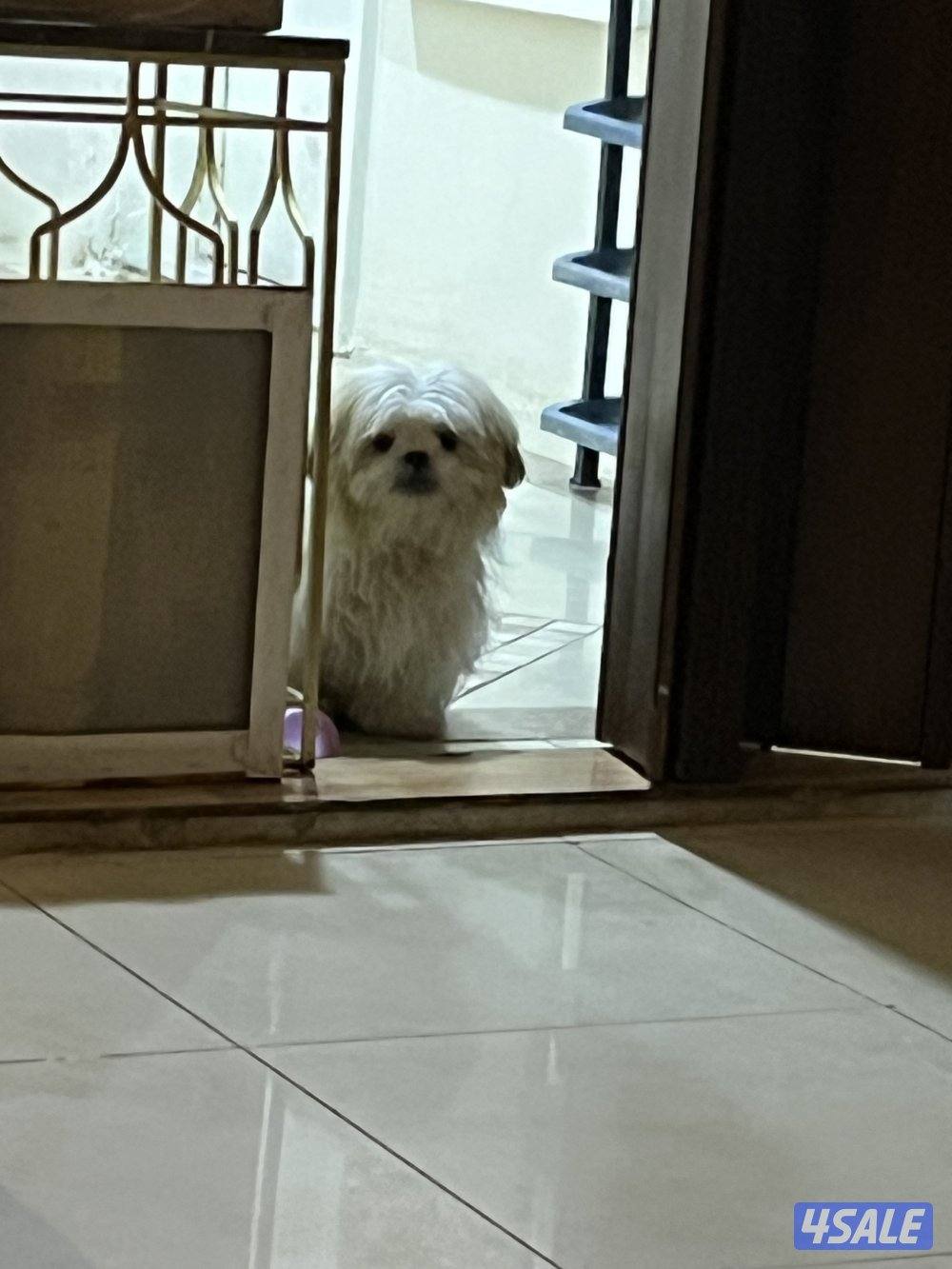 كلاب شتزو للبيع بيور العمر ٥شهور0