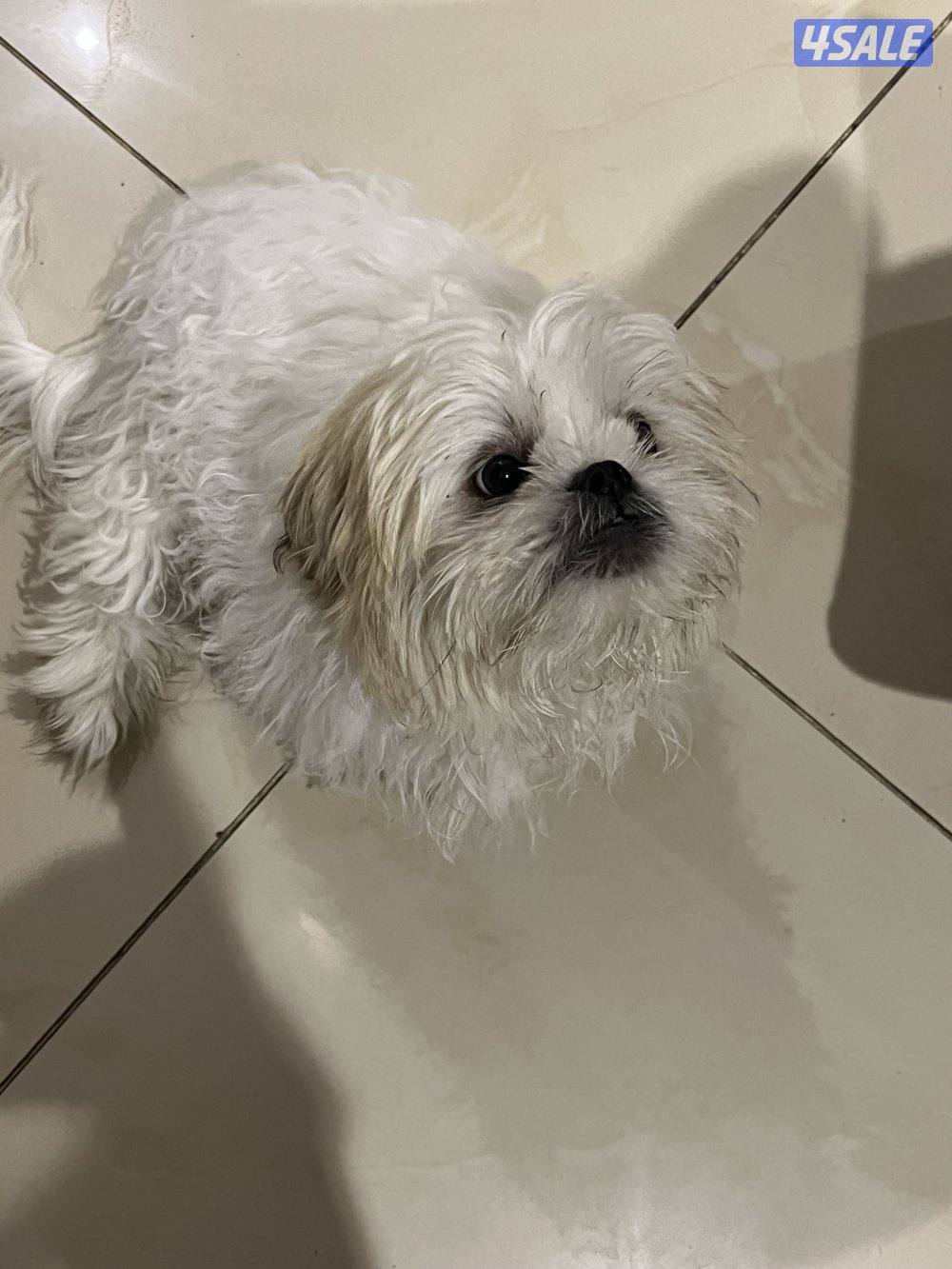 كلاب شتزو للبيع بيور العمر ٥شهور1