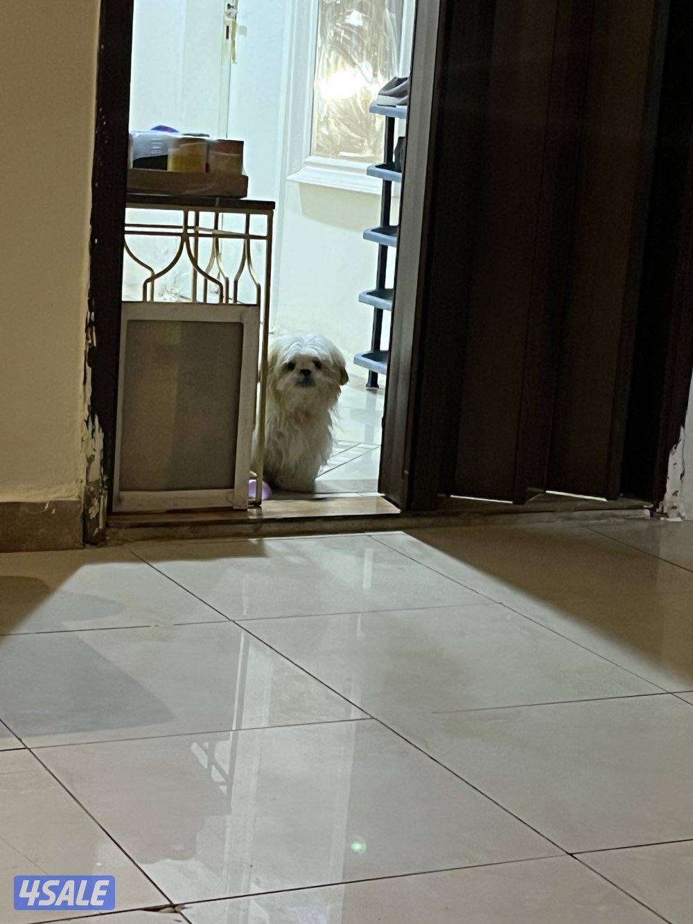 كلاب شتزو للبيع بيور العمر ٥شهور2