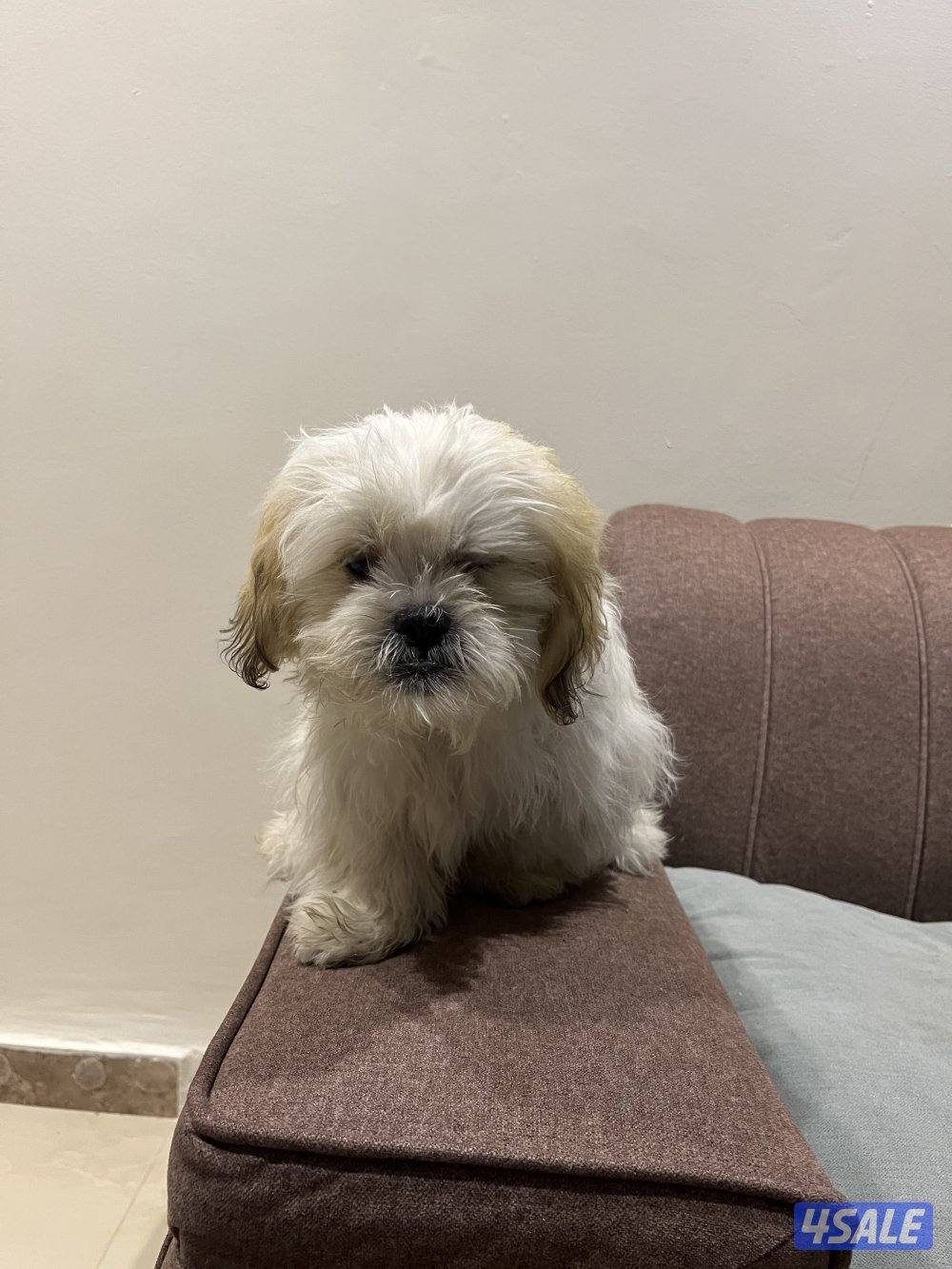 كلاب شتزو للبيع بيور العمر ٥شهور3