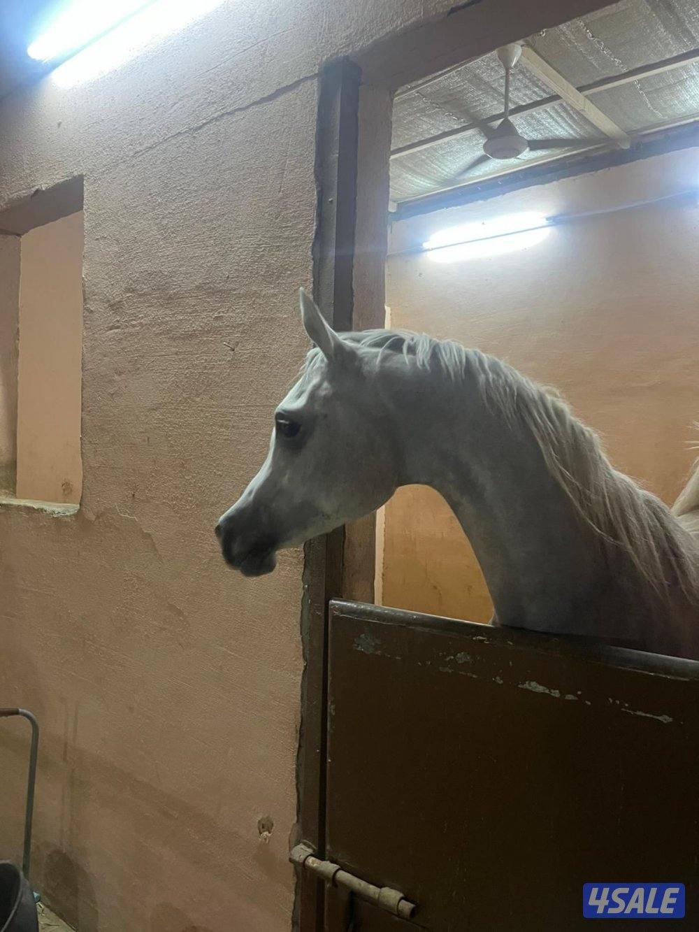 فرس للبيع بنت خالد الحمد0