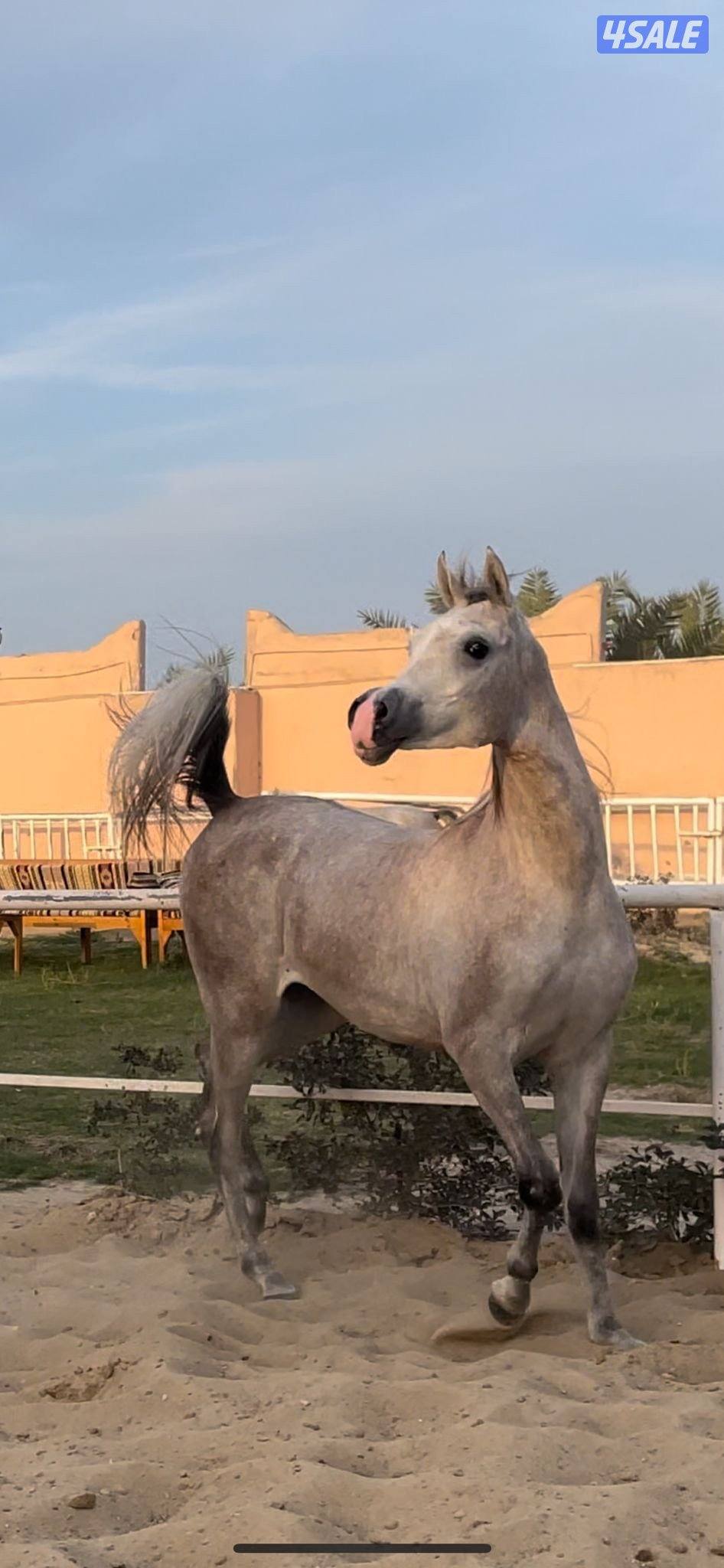 فرس للبيع بنت خالد الحمد1