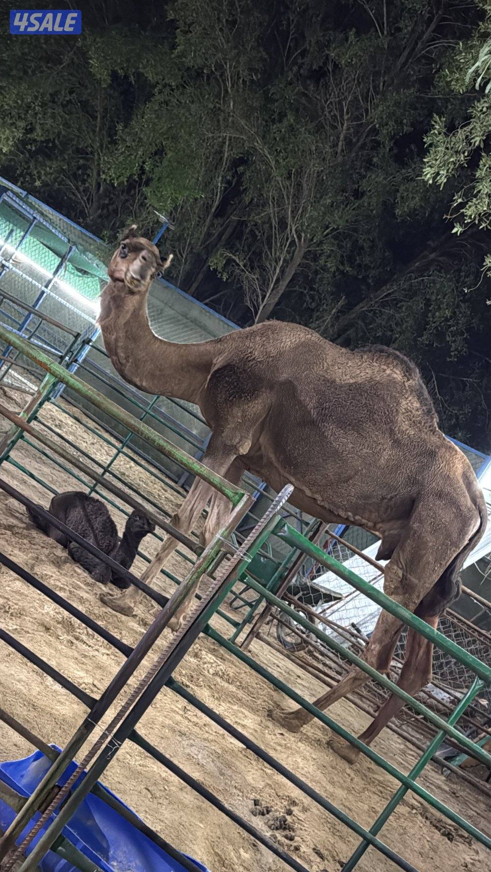 عمانيه حدرها قعودها ثالث او رابع بطن / شرط الصحه وسلم تبارك الرحمن0