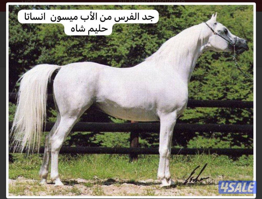 فرس مصرية بيور1