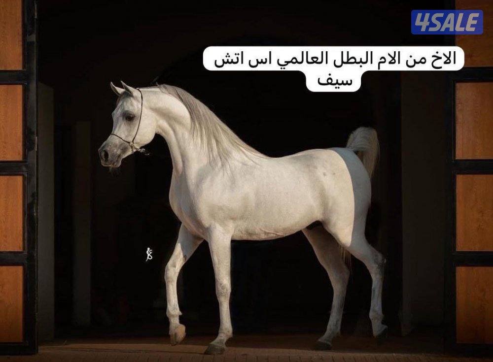 فرس مصرية بيور0