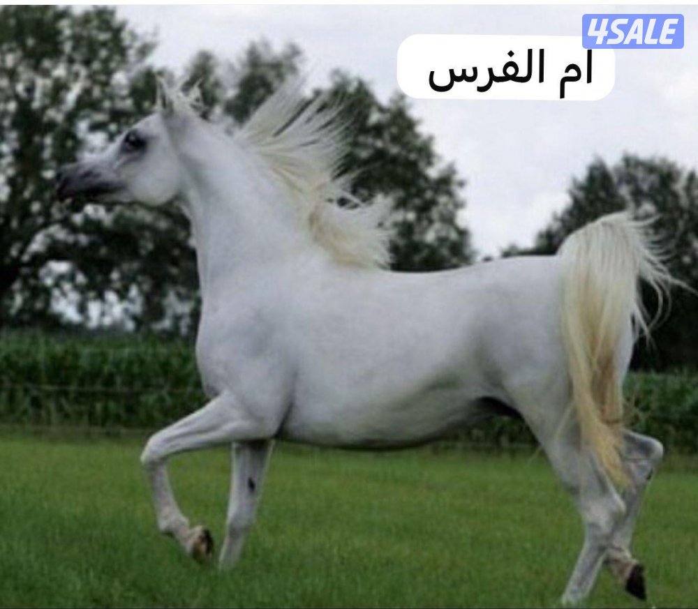 فرس مصرية بيور2