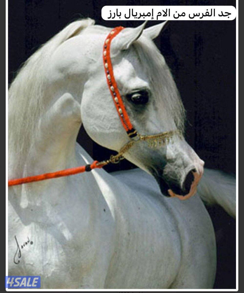 فرس مصرية بيور4