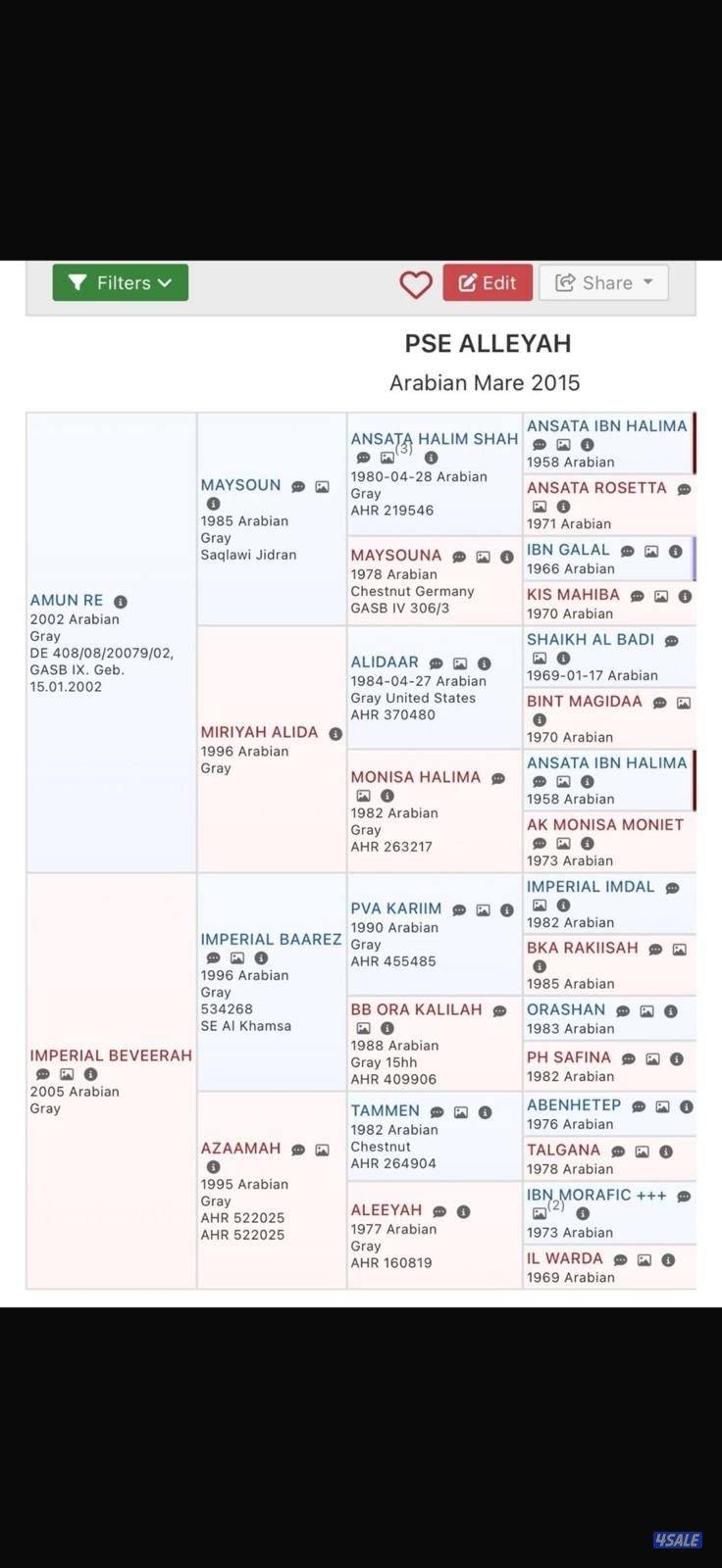 فرس مصرية بيور3