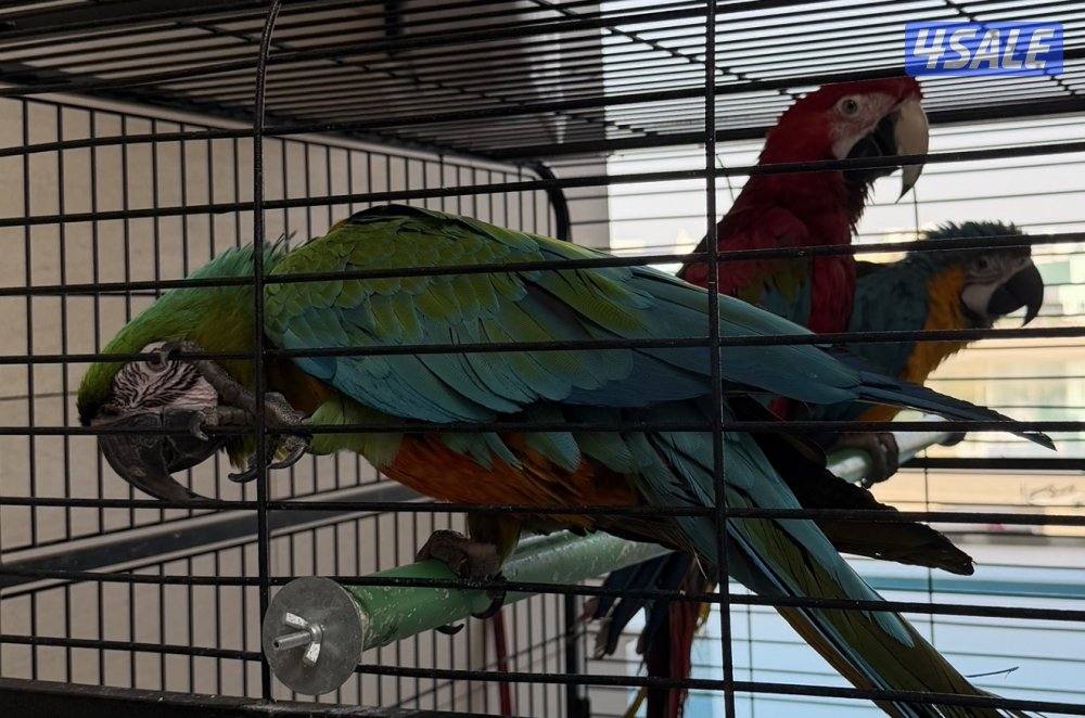 للبيع هالثلاثه المزعجين مكاو0