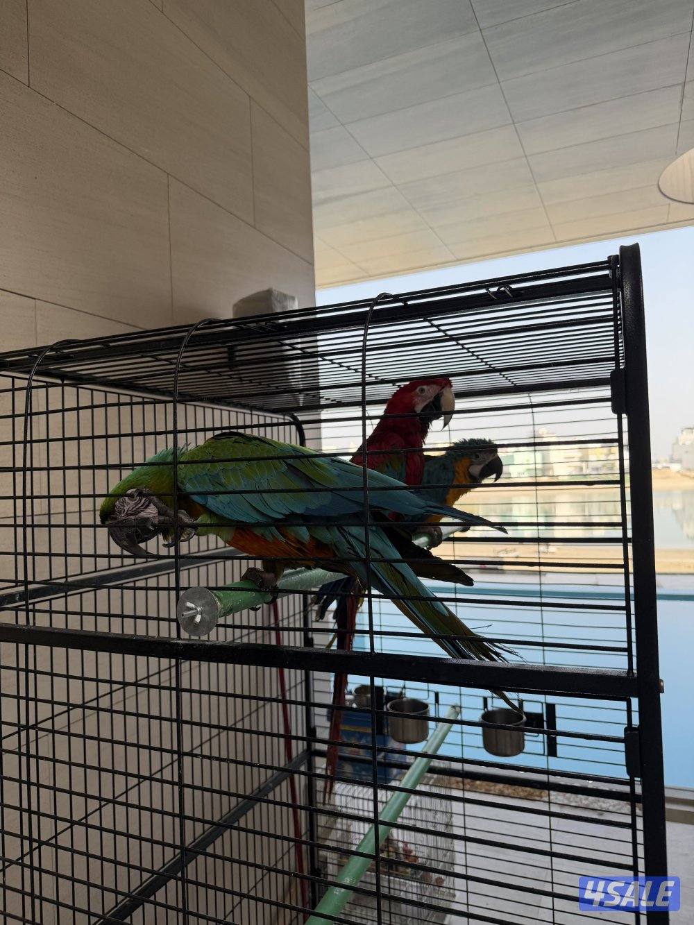 للبيع هالثلاثه المزعجين مكاو1