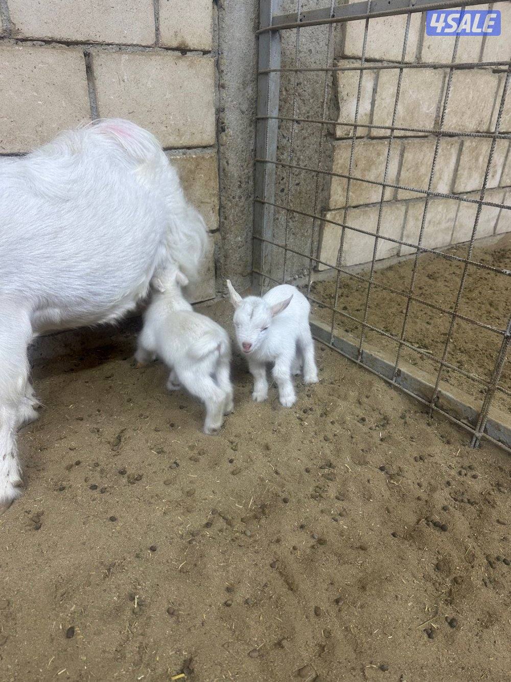 ماعز قزم جيكي0