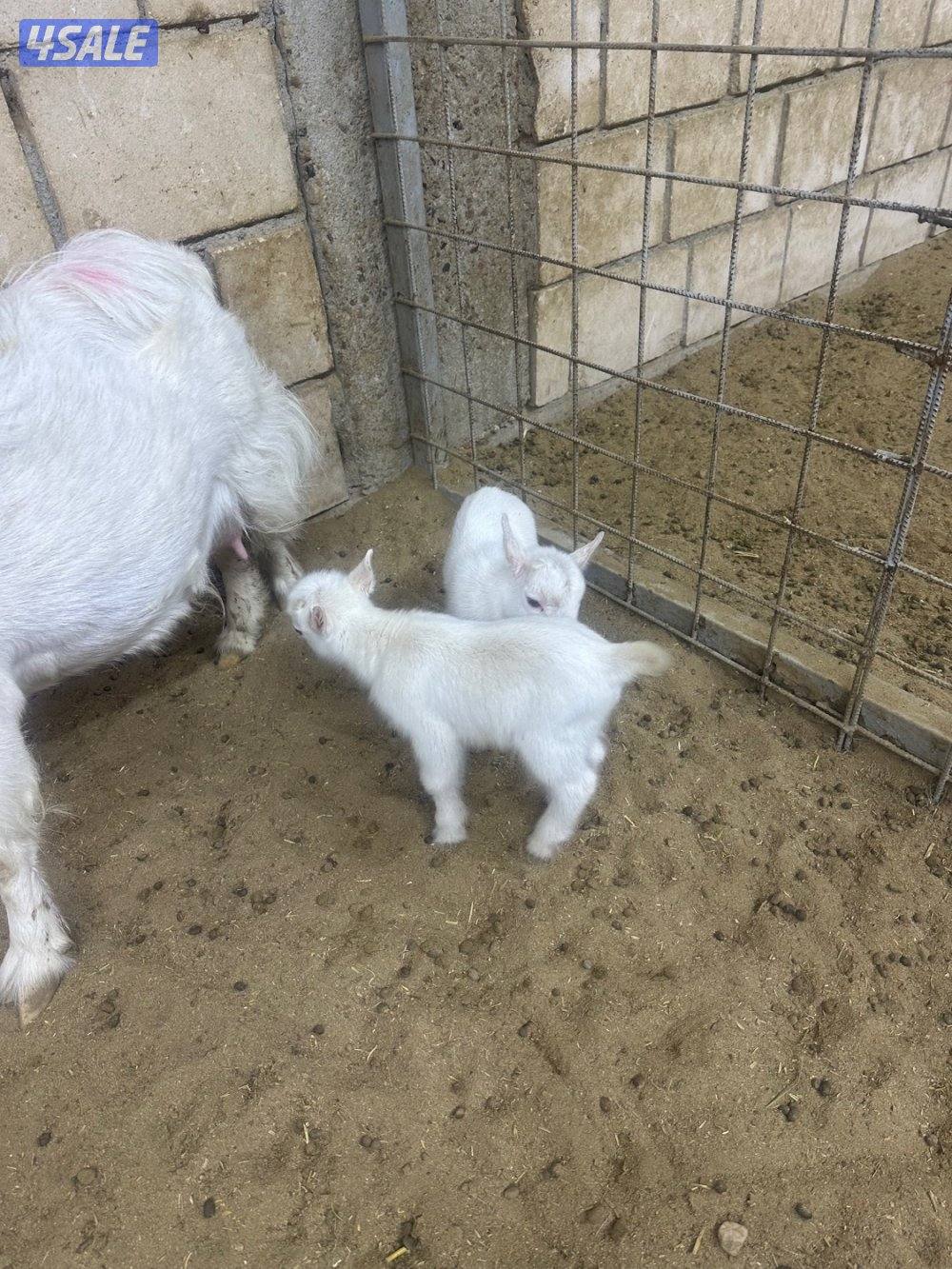 ماعز قزم جيكي1