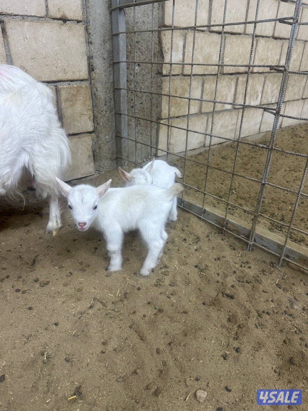 ماعز قزم جيكي2