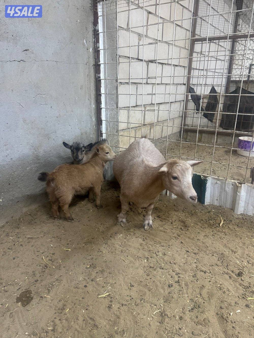 ماعز قزم جيكي3