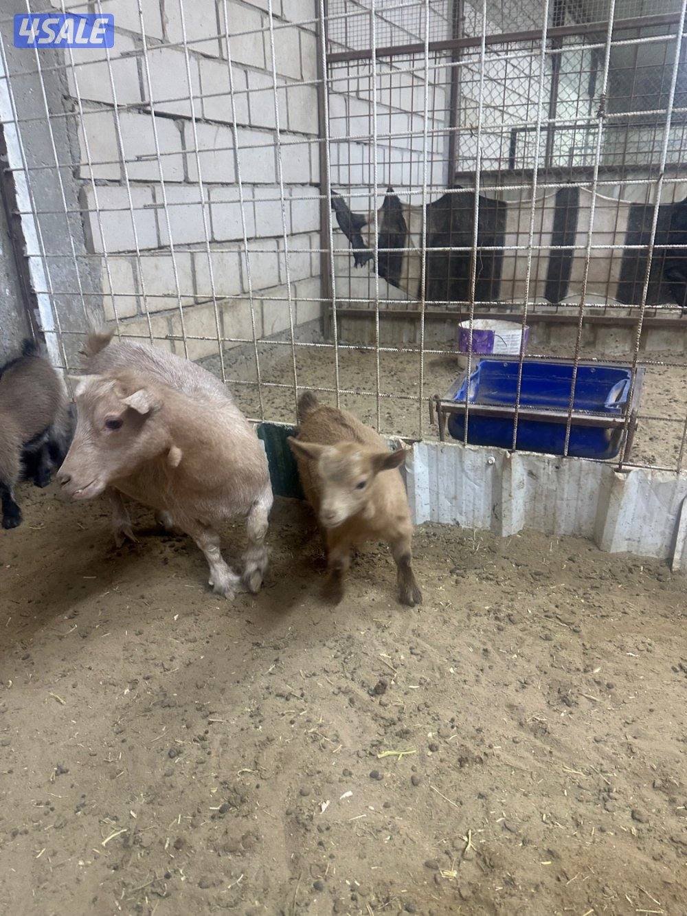 ماعز قزم جيكي4