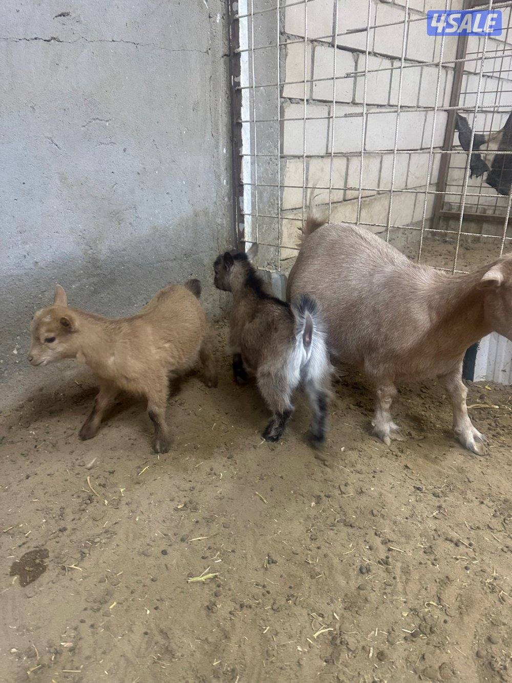 ماعز قزم جيكي5