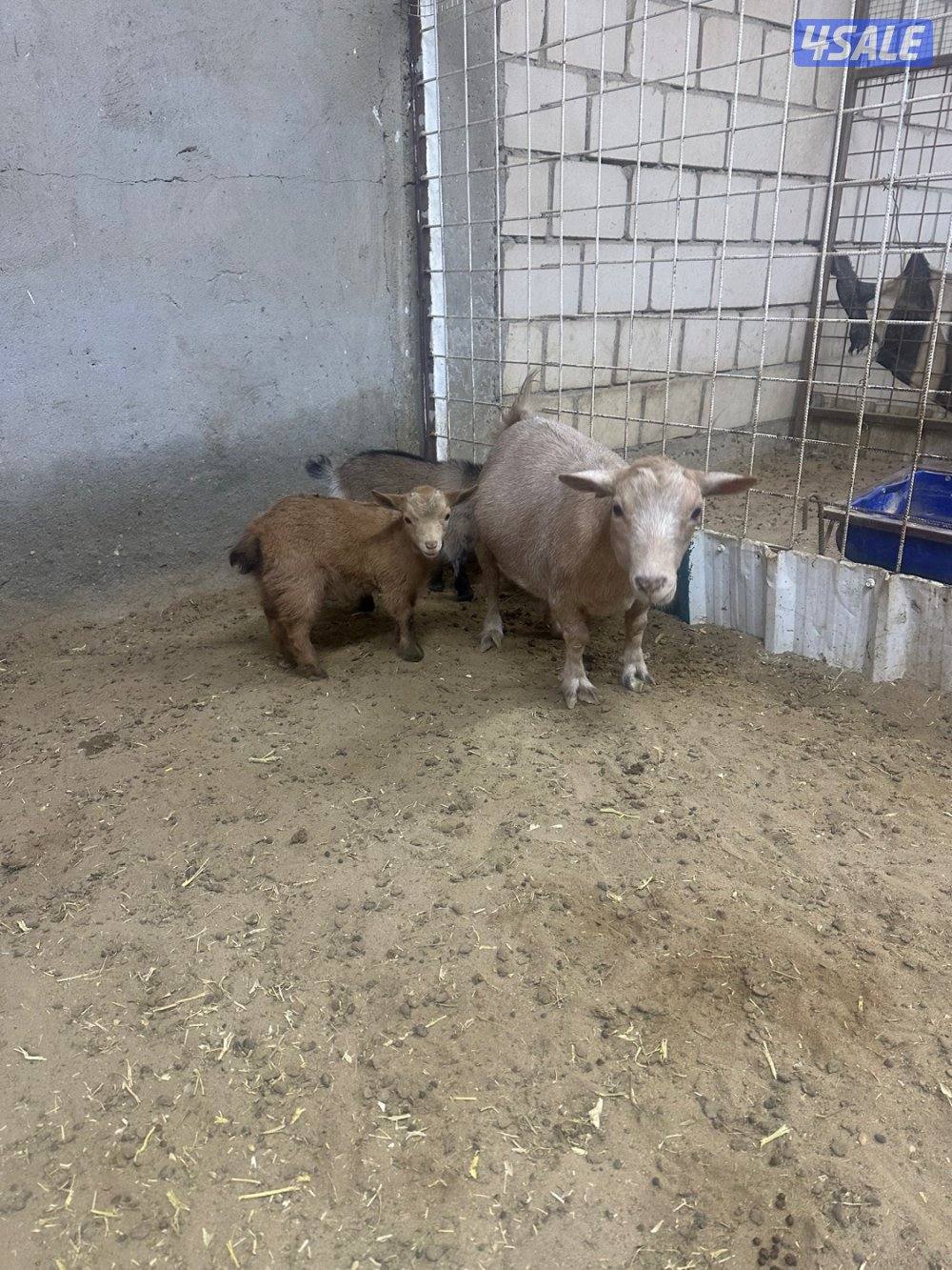 ماعز قزم جيكي6