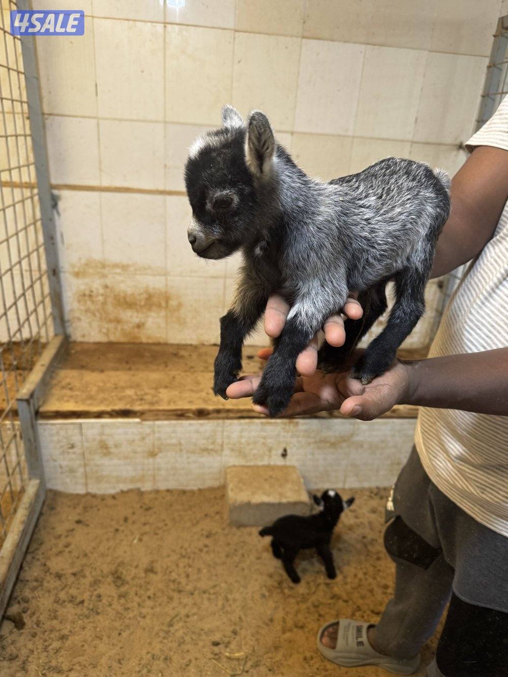 للبيع تيوس جيكي1