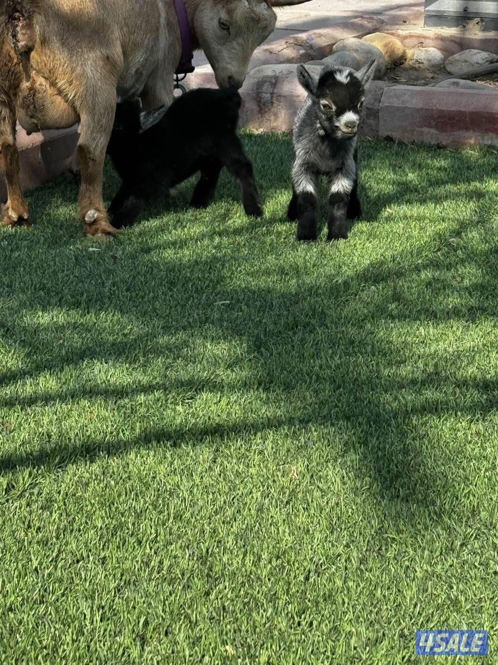 للبيع تيوس جيكي2