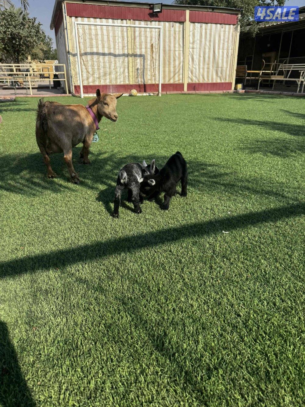 للبيع تيوس جيكي3